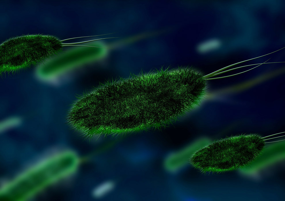 ویروس‌ها و باکتری‌های درون فرش و مضرات آن‌ها - قالیشویی چلسی